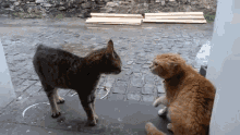 Angry Cats About To Fight GIF - Angry Cats About To Fight Striking GIFs