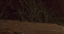 a pair of shoes are laying on the ground in a field