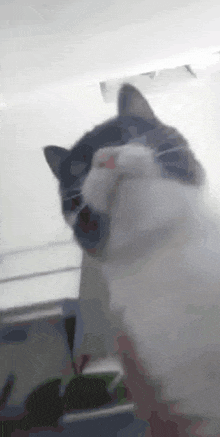 Charlie Charlie Silly Cat GIF - Charlie Charlie Silly Cat Silly GIFs