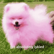 Get Lykied Dog GIF - Get Lykied Lykie Dog GIFs