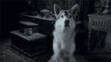 Game Of Thrones Confused GIF - Game Of Thrones Confused Wolf GIFs