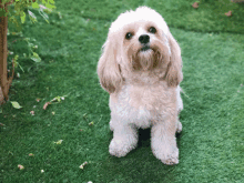 On The Grass GIF