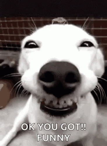 Chiens Funny Animals GIF - Chiens Funny Animals Dogs - Discover & Share GIFs