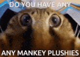 a picture of a cat with the words do you have any any mankey plushies below it