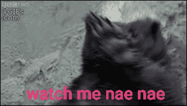 Watch Me Nae Nae Dancing GIF - Watch Me Nae Nae Dancing Otter GIFs