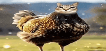 a chicken with a cat 's face on it 's head is standing in a field .
