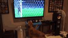 I Know A Bigger Soccer Fan Than You GIF - Soccer Football Dog GIFs
