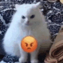 Gemini Mad Cute Cat Mad Meme GIF - Gemini Mad Cute Cat Mad Meme Gemini Norawit GIFs