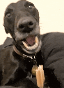 Ollie Whppet X Patterdale GIF - Ollie Whppet X Patterdale Dog GIFs