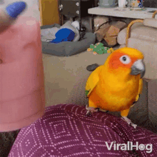 Vibing Bird Viralhog GIF - Vibing Bird Viralhog Grooving Bird GIFs