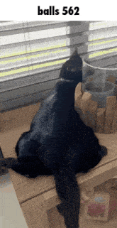 a black cat is sitting on a table next to a window with the words balls 562 on the bottom