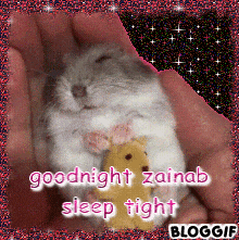 Zainab Goodnight GIF - Zainab Goodnight Hamster GIFs