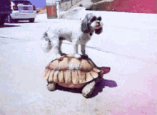 狗狗 乌龟 爬行 GIF - Dog Turtle Crawl GIFs