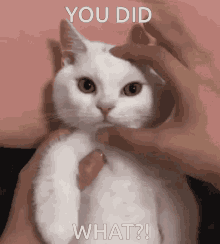 What Cat GIF - What Cat Angry GIFs