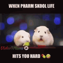 Hamster When Pharm Schoo Life GIF