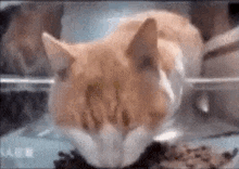 Cat Cat Tweaking GIF - Cat Cat Tweaking Santa Claus GIFs