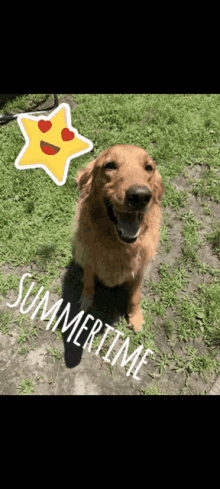 Summer Doge GIF - Summer Doge Summer Time GIFs
