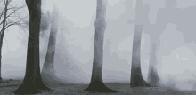 Foggy Nature GIF - Foggy Fog Nature GIFs