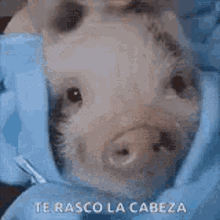 Pig Little Pig GIF