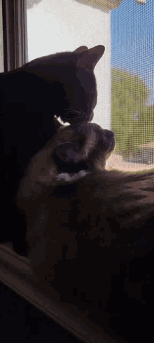 Cat Grooming GIF - Cat Grooming Lick GIFs