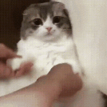 Cat Funny Cats GIF - Cat Funny Cats Paws GIFs