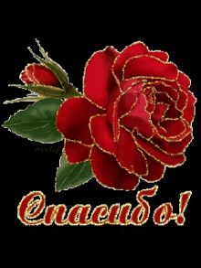 a red rose with green leaves on a green background with the word gracias