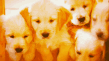 Puppies Dogs GIF - Puppies Dogs GIFs