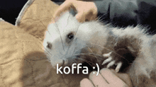 Koffa Possum GIF - Koffa Possum Opossum GIFs
