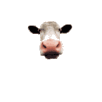 Cow Licking Sticker