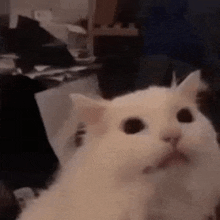 Cat Meow GIF - Cat Meow Cat GIFs