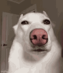 Ohbitluv Dog GIF - Ohbitluv Dog Annoyed GIFs