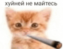 a kitten is holding a cigarette in its mouth and smoking it .