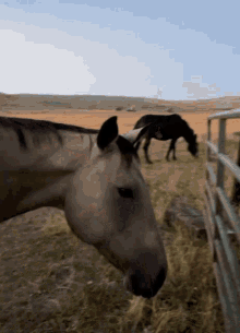 Angry Kitty Horse GIF - Angry Kitty Horse Cat GIFs