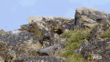 Hopping The Pika Is Quick And Elusive GIF - Hopping The Pika Is Quick And Elusive America The Beautiful GIFs