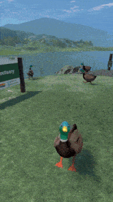 a cartoon duck is standing in a grassy field near a lake