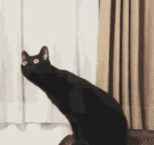 Cat Listening To Music Black Cat GIF