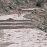a monkey is walking down a set of steps