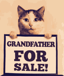Cat Grandpa GIF - Cat Grandpa Grandfather GIFs