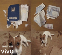 Passport Ukraine украинский паспорт GIF - Passport Ukraine украинский паспорт пёс патрон GIFs