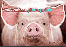 steph cochon