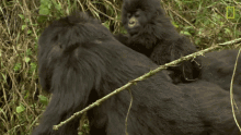 walking a silver showdown mission critical baby gorilla gorilla