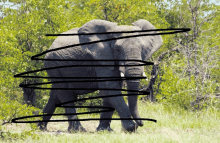 Elephant Crossed Out GIF
