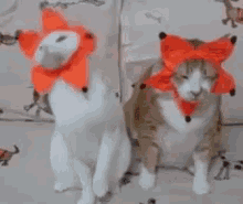 Cat Funny GIF - Cat Funny Cute GIFs