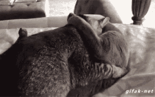 Could You Knock? GIF - Cat Kiss Kissing GIFs