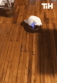 Cleaning Cat GIF