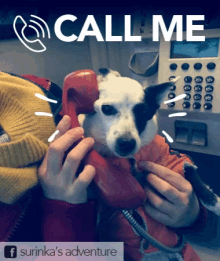 call me telephone dog