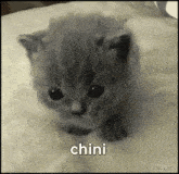 Chini GIF - Chini GIFs
