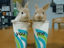 Bunny Couple GIF - Bunny Couple You Me GIFs