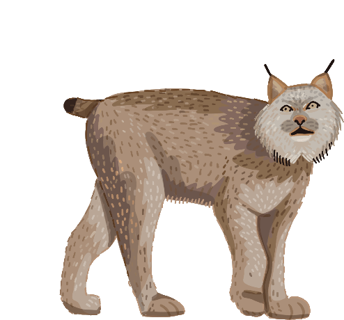 Wild Cat Canada Lynx Sticker