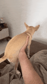a person is holding a small dog 's tail